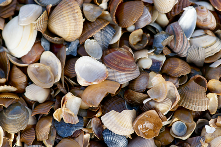 Close-up of different seashells during tide on the beach of north sea coast.