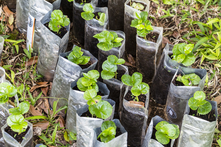 Small Arabica Coffe Plants in Boquete, Panamaの写真素材