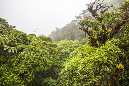 Rainforest jungle in the Monteverde region of Costa Rica
