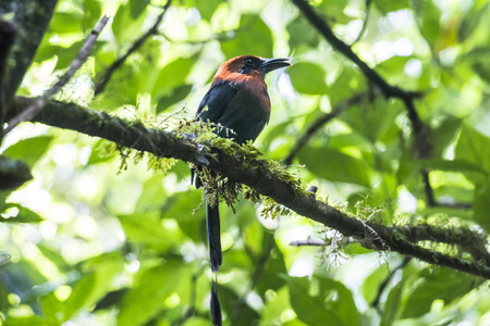 Colorful bird in the region of volcano Arenal, Costa Ricaの写真素材