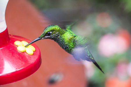 Green hummingbird in the Monteverde region of Costa Ricaの写真素材
