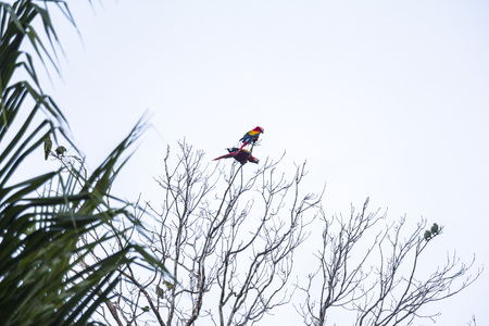 Ara birds sitting in a tree in Costa Rica