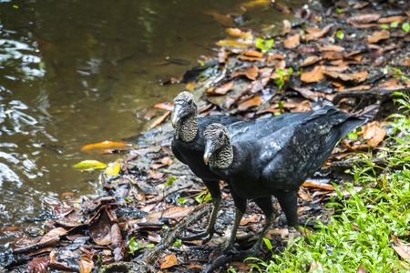 Two vultures waiting for food in Corcovado, Costa Ricaの写真素材