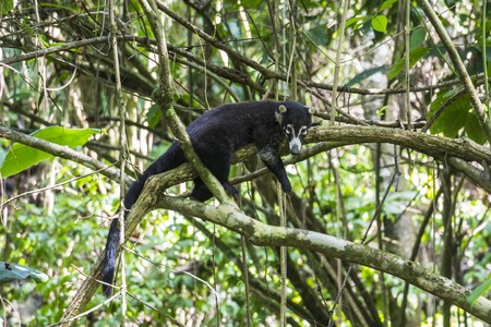Coati in the jungle of Corcovado Parc, Costa Ricaの写真素材