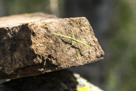 Green Stick animal hiding on stone in Big Bend, Texasの写真素材