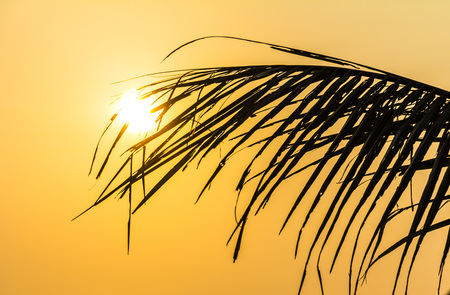 Nice Palm tree leaf on Phu Quoc Island at sunset, Vietnamの写真素材