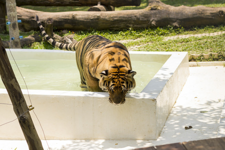 Tiger taking a bath in Tiger Temple, Chiang Maiの写真素材