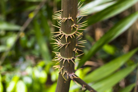 Spines on small branch の写真素材