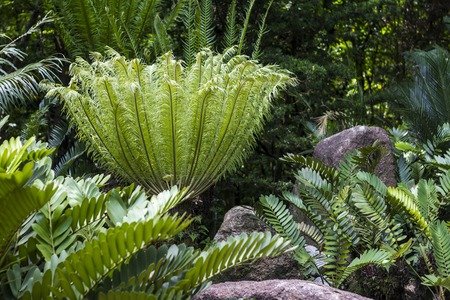 Interesting Fern の写真素材