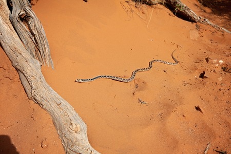 Snake in red sand of Arches National Park, Utah, USAの写真素材
