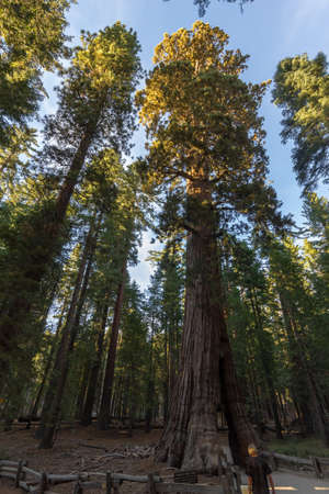 Tall sequoia from below in Yosemite, California, USAの写真素材