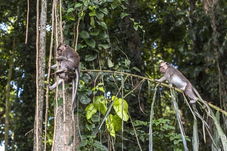 Monkeys on tree in Monkey forest, Bali, Indonesiaの写真素材
