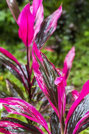 Pink leafes in garden on Bali, Indonesiaの写真素材