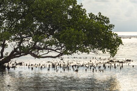 Trees on the water at Gili Islands, Indonesia