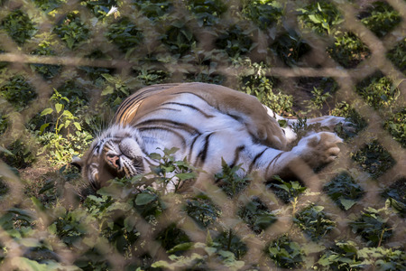 Watching a tiger through the cage, Portugal