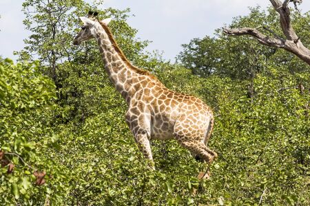 Giraffe standing inside Kruger Nationalpark in South Africaの写真素材