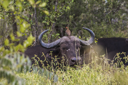 Buffalo with oxpecker bird on head, Kruger Parkの写真素材