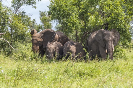 Elephant family hiding in shade in Kruger Parkの写真素材