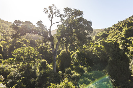 Yellowwood tree in Natures valley in South Africa