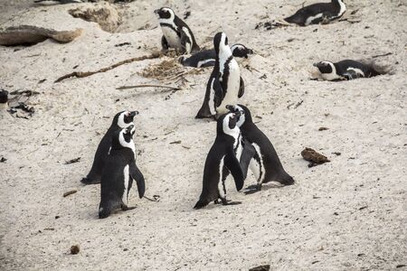 Cute penguins together on Boulders beach, Cape Townの写真素材