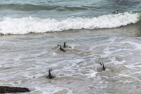 Penguins swimming together on Boulders Beach, South Africaの写真素材