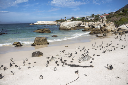 Penguins colony on boulders beach near Cape Townの写真素材