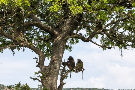 Monkeys on big tree in Kruger National Park, South Africaの写真素材