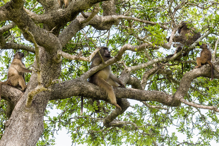 Monkeys on big tree in Kruger National Park, South Africaの写真素材