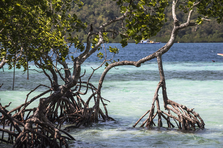 Mangrove on beautiful turquoise water in philippinesの写真素材