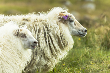Icelandic sheeps on green grass, Raudisandur beach, Icelandの写真素材