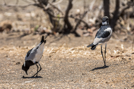 Two birds in the dry Kruger Park, South Africaの写真素材