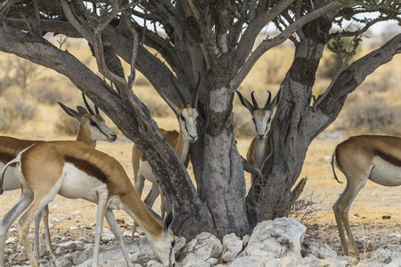 Antelopes hiding in shade of big tree in Etosha Parkの写真素材