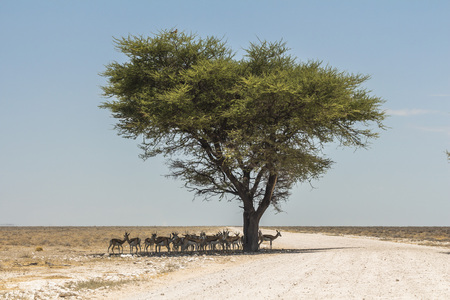 Antelopes hiding in shade of big tree in Etosha Parkの写真素材