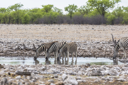 Zebras drinking from waterhole in Etosha Parkの写真素材