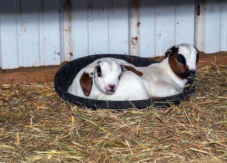 These two twin baby goats cuddle together for some rest time in their feed bowl in the barn. One twin is long eared and one is short eared. Good advertising opportunity for baby animals.の写真素材