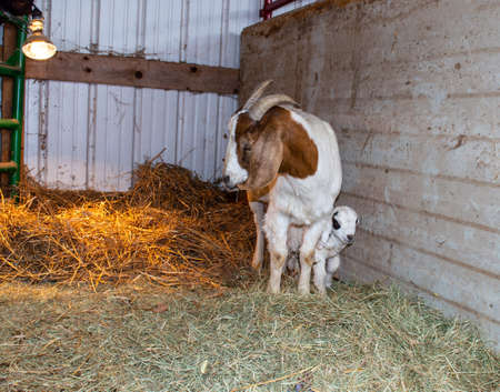 This newborn kid is well cared for as she stands under her momma's protection. Straw on the ground inside the enclosed barn and a heat lamp provide warmth for the baby.の写真素材