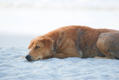 sleeping dog on the beach in early morningの写真素材