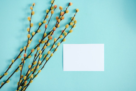 Postcard mock up template for design with yellow pussy willow twigs on turquoise background. Place...