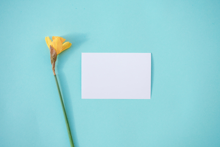 Business card mock up for design with narcissus flower on turquoise background.の写真素材