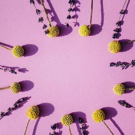 Floral frame of lavender and Yellow Craspedia Billy balls on pink background with free space for text or advertisement. Flat lay, top view. Floral backgroundの写真素材