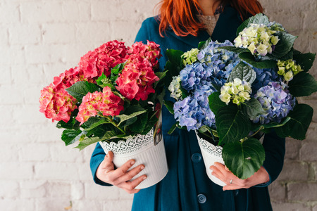 Beautiful hydrangea plants in woman's hands against rustic brick wallの写真素材