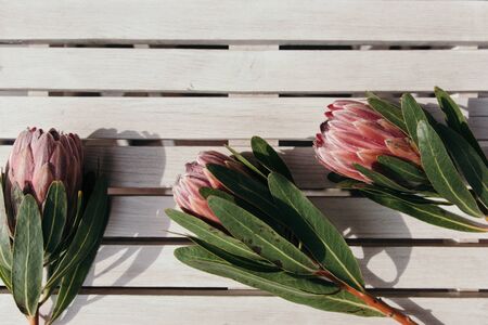 Protea flowers on white wooden background.	Floral frame with protea flowers