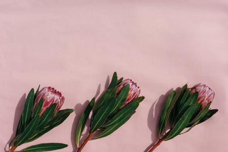 Floral frame with protea flowers on pink background. Top viewの写真素材