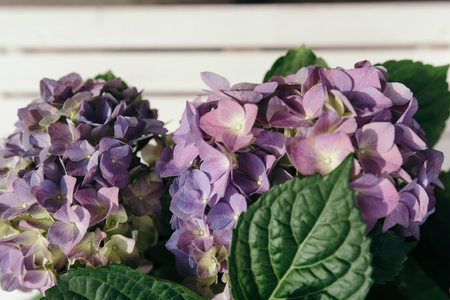 Beautiful purple hydrangea flowers. Top view. Close up