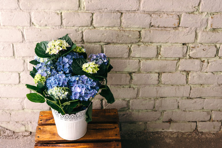 Beautiful hydrangea flowers in pot. Blue flowers against brick wall with copy space for text or advertisingの写真素材