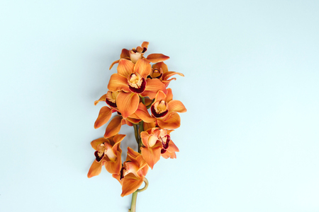 Orange orchid  flowers on turquoise background with free space for text or advertisement. Stylish flat lay. Top viewの写真素材