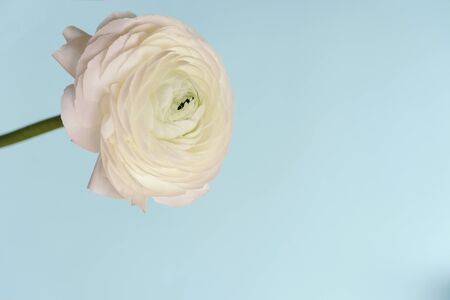 White ranunculus flower on turquoise background. Space for text. Minimal floral flat lay