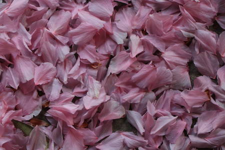 A close up of a bunch of pink flowersの写真素材
