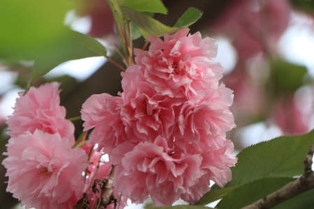 A close up of a pink flower on a plantの写真素材