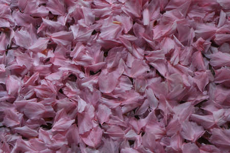 A close up of pink flowersの写真素材